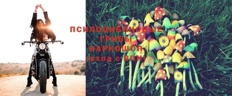 купить   Киров  Галлюциногенные грибы Psilocybine cubensis 